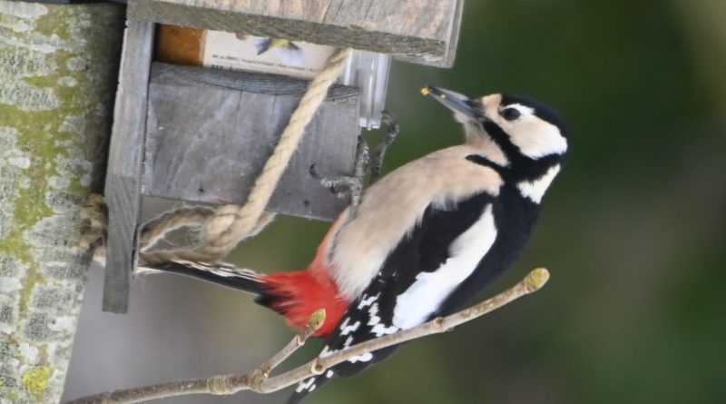 Wintergäste an der Medem Wintergäste an der Medem